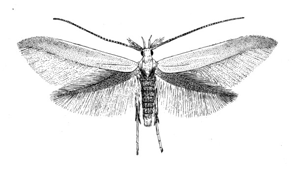Adult of Coleophora coronillae (Coleophoridae).